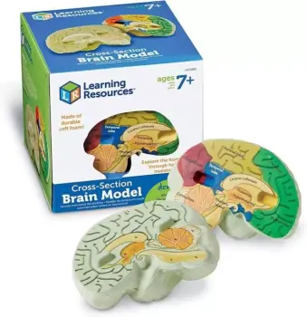 Model mózgu z pianki