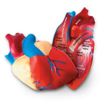 Model ludzkiego serca z pianki - OUTLET