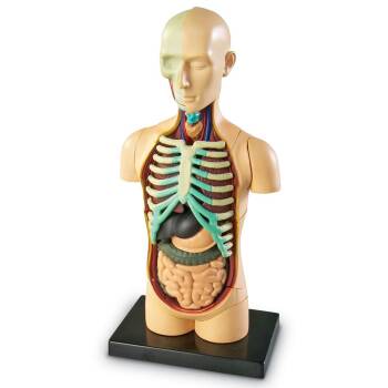 Tułów człowieka - model anatomiczny (Learning Resources)