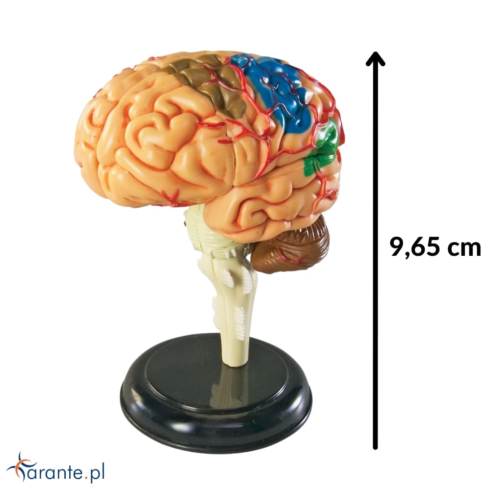 Model anatomiczny mózgu
